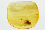 Detailed Fossil False Flower Beetle (Scraptiidae) in Baltic Amber #315289-1